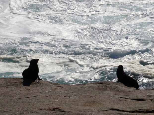 First seal sighting
